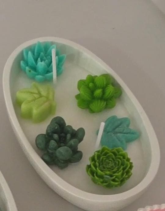 Succulents